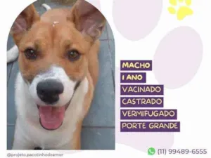 Cachorro raça SRD-ViraLata idade 1 ano nome Bruce