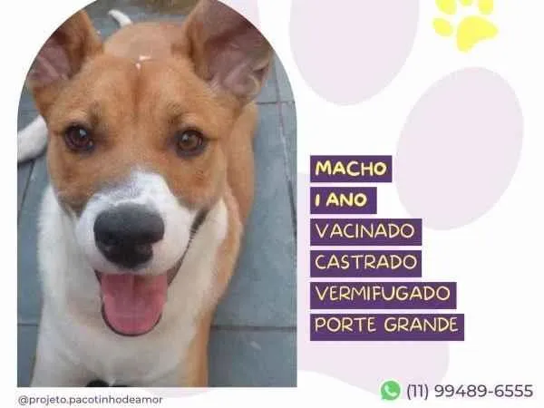 Cachorro ra a SRD-ViraLata idade 1 ano nome Bruce