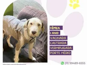 Cachorro raça SRD-ViraLata idade 1 ano nome Branca