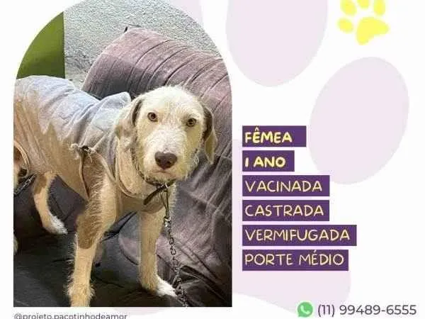 Cachorro ra a SRD-ViraLata idade 1 ano nome Branca