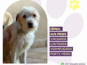 Cachorro raça SRD-ViraLata idade 1 ano nome Tina