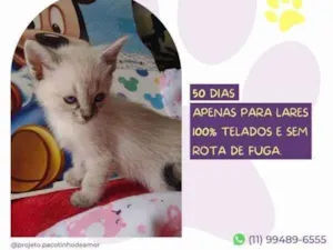 Gato raça SRD-ViraLata idade 2 a 6 meses nome Diana