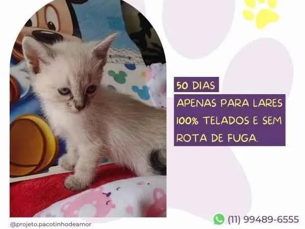 Gato ra a SRD-ViraLata idade 2 a 6 meses nome Diana