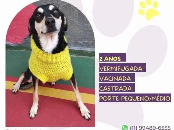 Cachorro ra a SRD-ViraLata idade 1 ano nome Luna