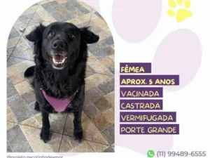 Cachorro raça SRD-ViraLata idade 1 ano nome Suzi