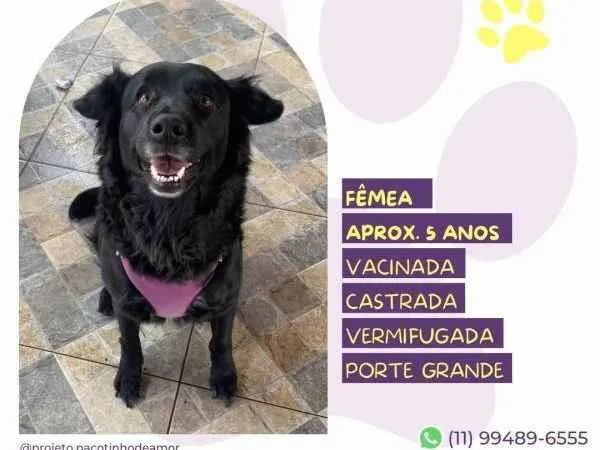 Cachorro ra a SRD-ViraLata idade 1 ano nome Suzi