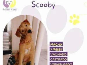 Cachorro raça SRD-ViraLata idade 1 ano nome Scooby