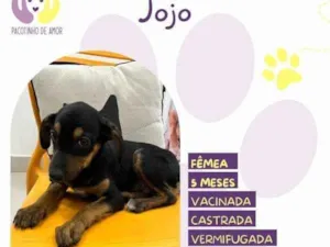 Cachorro raça SRD-ViraLata idade 1 ano nome Jojo