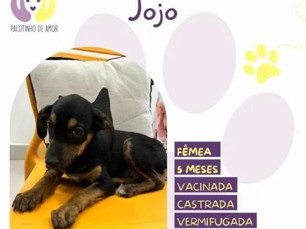 Cachorro ra a SRD-ViraLata idade 1 ano nome Jojo