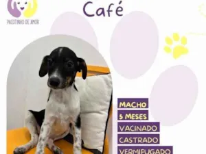 Cachorro raça SRD-ViraLata idade 1 ano nome Cafe