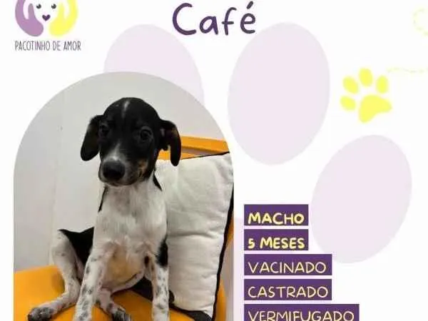 Cachorro ra a SRD-ViraLata idade 1 ano nome Cafe