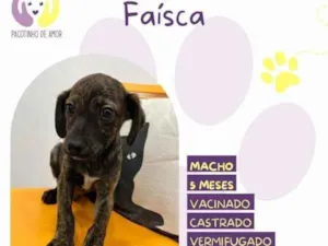 Cachorro raça SRD-ViraLata idade 1 ano nome Faisca