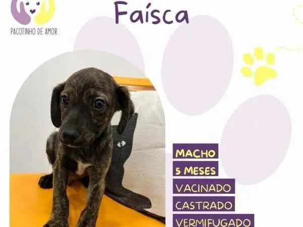 Cachorro ra a SRD-ViraLata idade 1 ano nome Faisca