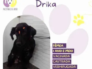 Cachorro raça SRD-ViraLata idade 1 ano nome Drika