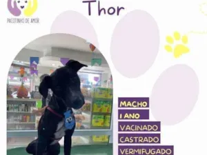 Cachorro raça SRD-ViraLata idade 1 ano nome Thor