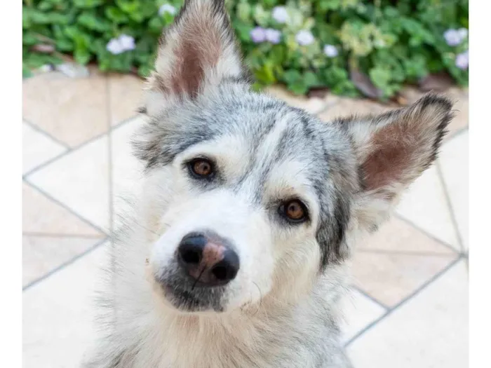 Cachorro ra a Husky Siberiano idade 3 anos nome Saimon