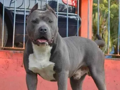 Cachorro raça Pit-Bull idade 4 anos nome Rambito