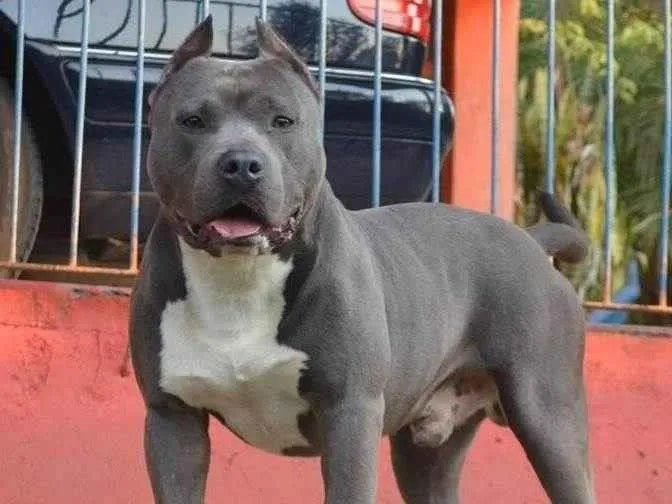 Cachorro ra a Pit-Bull idade 4 anos nome Rambito