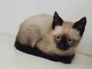 Gato raça Siamês  idade 2 a 6 meses nome Gato filhote Siamês 