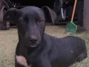 Cachorro raça SRD-ViraLata idade 1 ano nome Pandora 