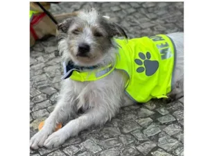 Cachorro raça SRD-ViraLata idade 1 ano nome Filo