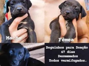 Cachorro raça SRD-ViraLata idade Abaixo de 2 meses nome Sem nome 