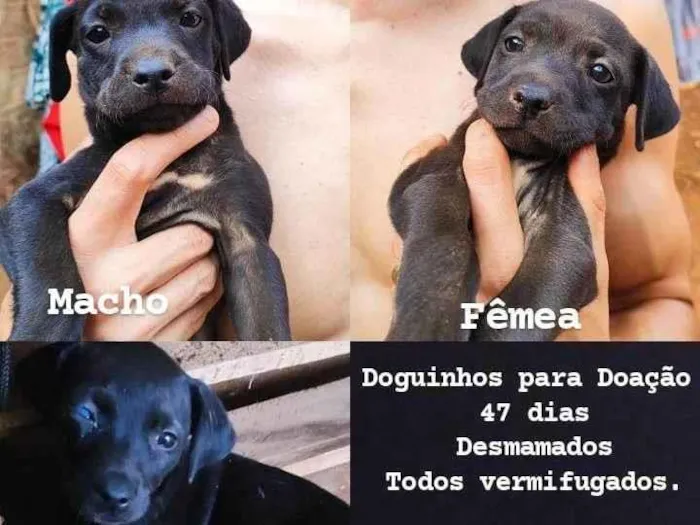 Cachorro ra a SRD-ViraLata idade Abaixo de 2 meses nome Sem nome 