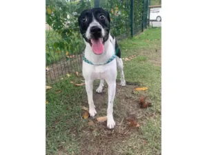 Cachorro raça SRD-ViraLata idade 2 anos nome Lucky 