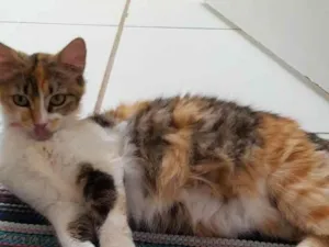 Gato raça SRD-ViraLata idade 2 anos nome Estrella