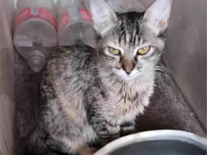 Gato raça SRD-ViraLata idade 2 a 6 meses nome Gordinha