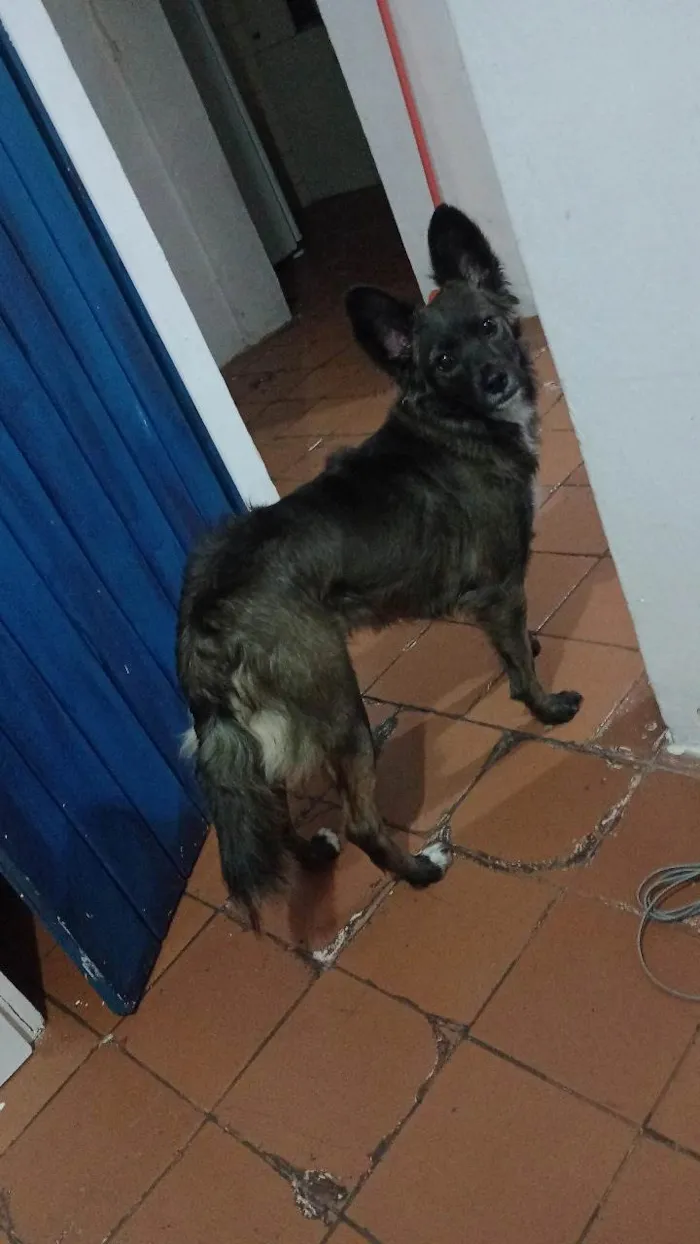 Cachorro ra a SRD-ViraLata idade 7 a 11 meses nome Princesa