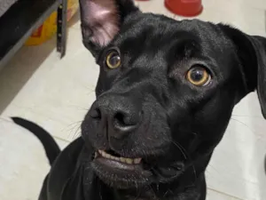 Cachorro raça SRD-ViraLata idade 7 a 11 meses nome Lola Renata