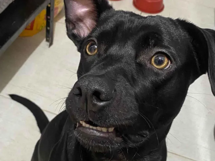 Cachorro ra a SRD-ViraLata idade 7 a 11 meses nome Lola Renata