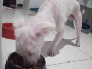 Cachorro raça Poodle idade 2 a 6 meses nome Bolinha