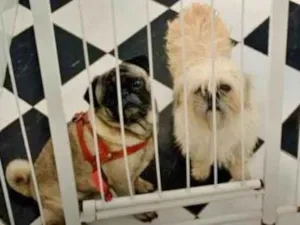 Cachorro raça Lhasa Apso idade 3 anos nome PUG MACHO E LHASA FÊMEA