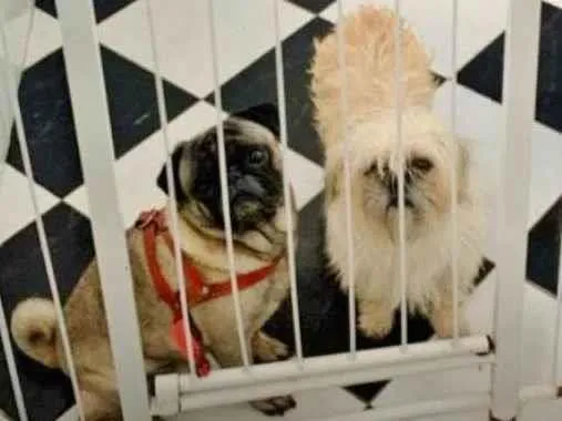 Cachorro ra a Lhasa Apso idade 3 anos nome PUG MACHO E LHASA FÊMEA