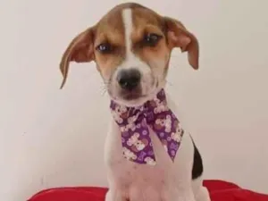 Cachorro raça SRD-ViraLata idade 2 a 6 meses nome PURPLE FÊMEA