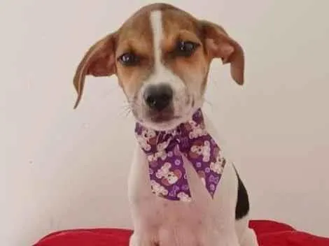 Cachorro ra a SRD-ViraLata idade 2 a 6 meses nome PURPLE FÊMEA