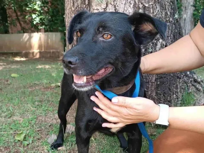 Cachorro ra a SRD-ViraLata idade 3 anos nome Ipanema 