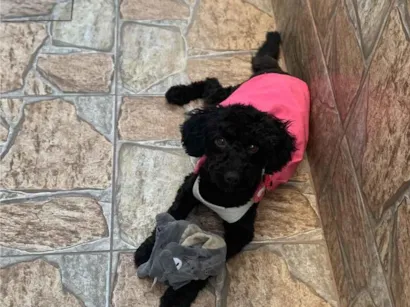 Cachorro raça Poodle idade 1 ano nome Lola