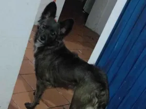 Cachorro raça SRD-ViraLata idade 7 a 11 meses nome Princesa