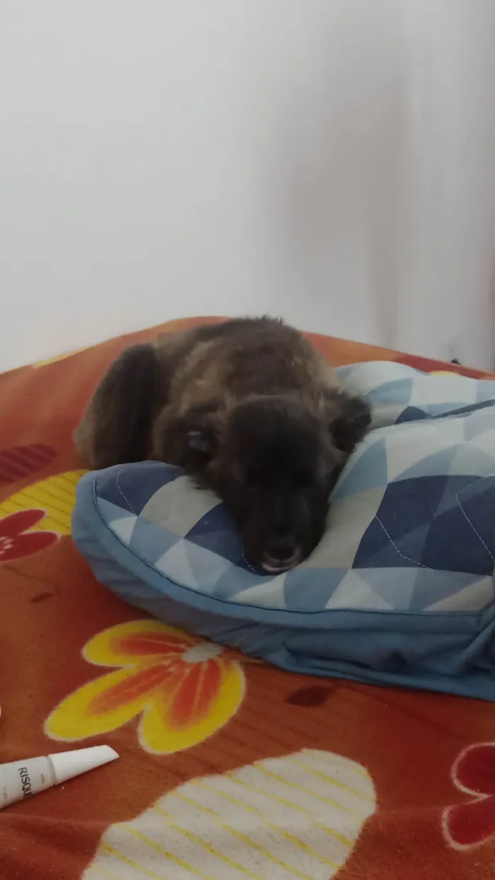 Cachorro ra a SRD-ViraLata idade 7 a 11 meses nome Princesa 