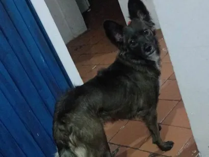 Cachorro raça SRD-ViraLata idade 7 a 11 meses nome Princesa 