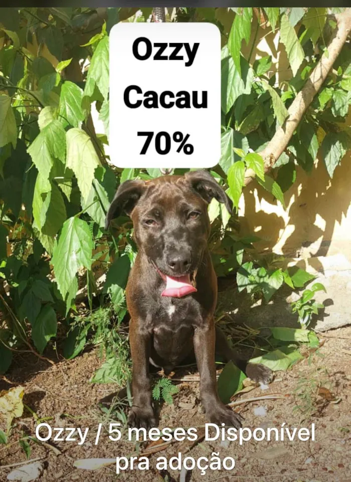 Cachorro ra a SRD-ViraLata idade 2 a 6 meses nome Ozzy