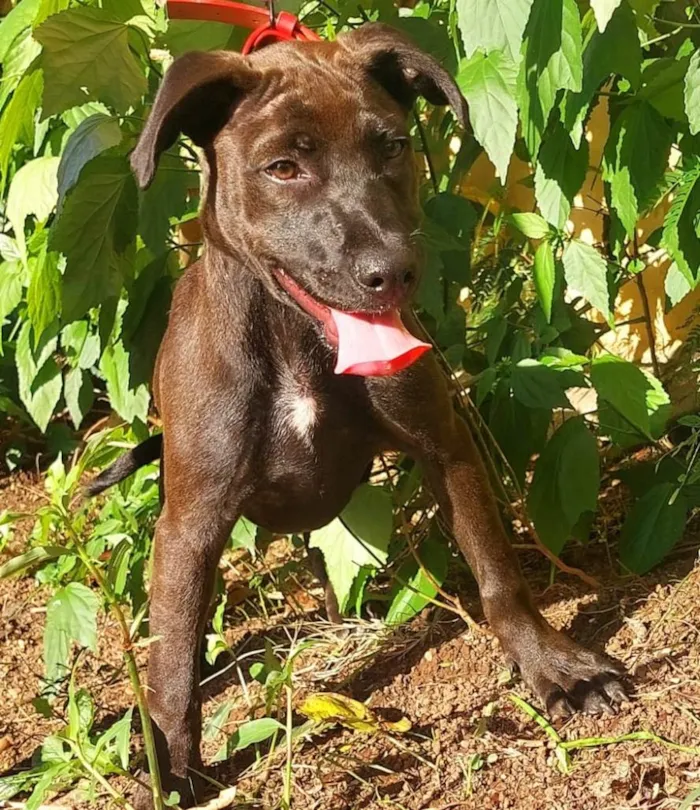 Cachorro ra a SRD-ViraLata idade 2 a 6 meses nome Ozzy