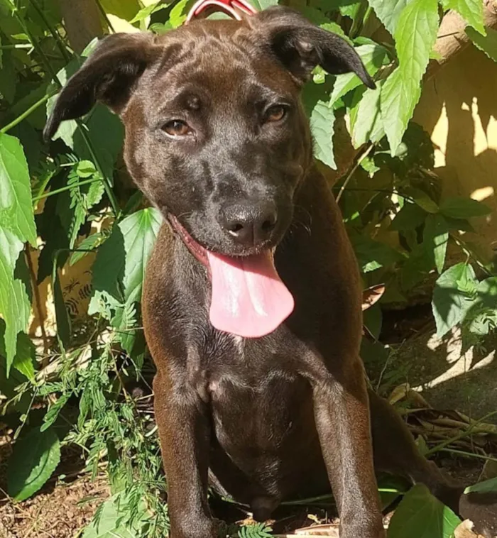 Cachorro ra a SRD-ViraLata idade 2 a 6 meses nome Ozzy