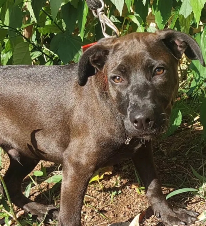 Cachorro ra a SRD-ViraLata idade 2 a 6 meses nome Ozzy