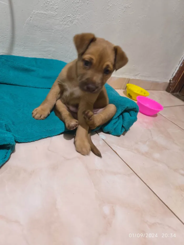 Cachorro ra a SRD-ViraLata idade 2 a 6 meses nome Biscoito 