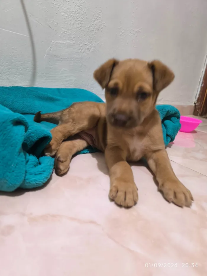 Cachorro ra a SRD-ViraLata idade 2 a 6 meses nome Biscoito 