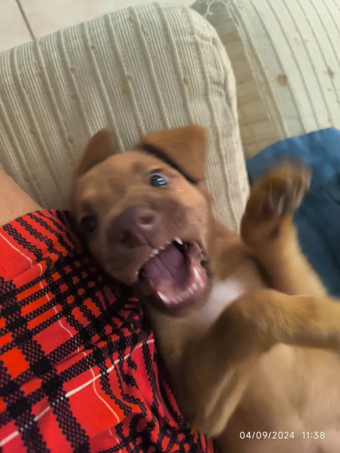 Cachorro ra a SRD-ViraLata idade 2 a 6 meses nome Biscoito 